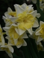Narcissus 'Prom Dance' (Pack of 20 Bulbs)