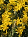 Twinkling Yellow