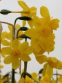 Twinkling Yellow Narcissus