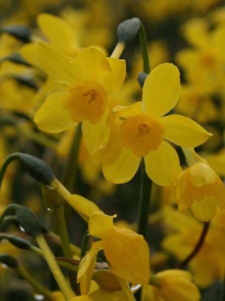 Narcissus 'Twinkling Yellow'