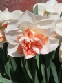 Narcissus 'My Story' 
