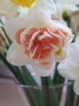My Story Daffodil for cut flower arrangement