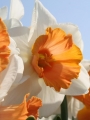 Chromacolor Narcissus