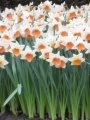 Chromacolor Daffodil