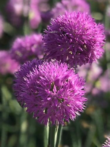 Allium Carolinianum 'Rosy Dream'