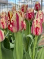 Grand Perfection tulips