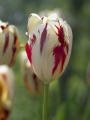 Tulip 'Grand Perfection' 