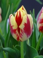Grand perfection tulipa