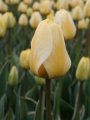 Plant with Cream cocktail