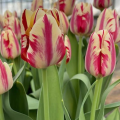 Grand Perfection Tulips