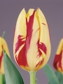 Grand Perfection tulip