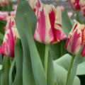 Grand Perfection Tulips