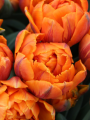 Tulip Orange Princess