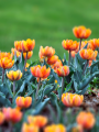 Tulip Orange Princess