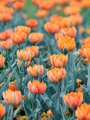 Tulip Orange Princess