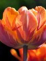 Tulip Orange Princess
