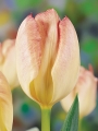 Flaming Purissima tulips