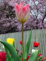 Flaming Purissima