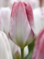 Flaming Purissima tulips