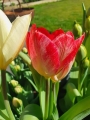 Flaming Purissima tulips