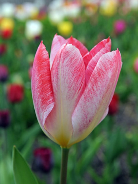 Tulip 'Flaming Purissima'
