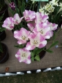 Hotpants Tulip