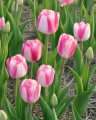 Tulip Hotpants