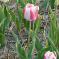 Tulip Hotpants