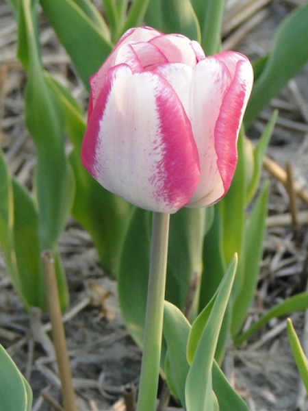 Tulip 'Hot Pants' 