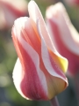 Tulip 'The First'