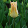 Tulip 'Elegant Lady'