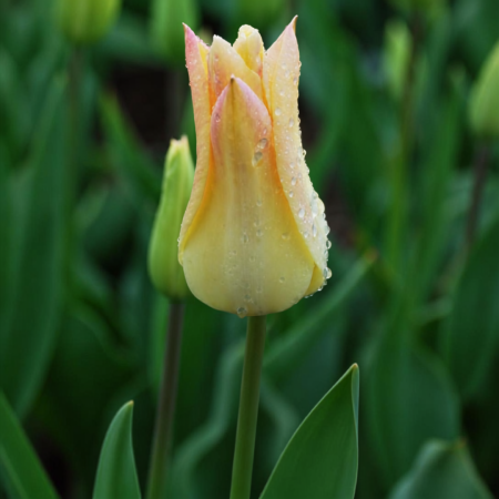 Tulip 'Elegant Lady'