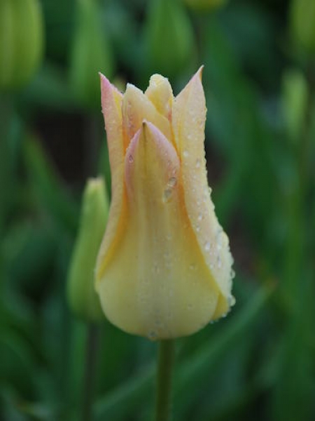Tulip 'Elegant Lady'