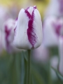 Tulip 'Affaire'