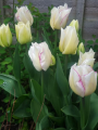 Affaire Tulips
