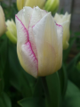 Affaire Tulips