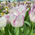 Tulip Affaire