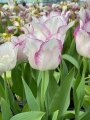 Affaire Tulips