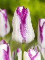 Tulip Affaire