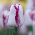 Tulipa Affaire