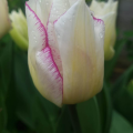 Tulip Affaire