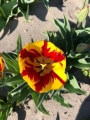 Tulip Helmar
