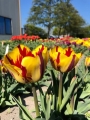 Tulip 'Helmar'