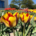 Tulip Helmar