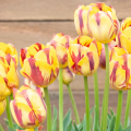 Tulip Helmar
