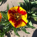 Tulip Helmar