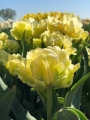 Tulip 'Verona' 