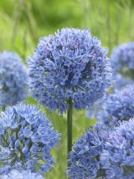 Allium Caeruleum 