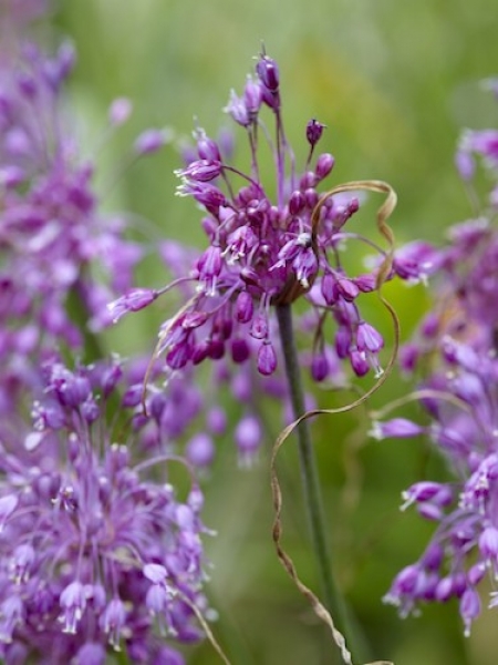 Allium Carinatum