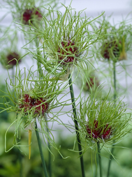 Allium Hair